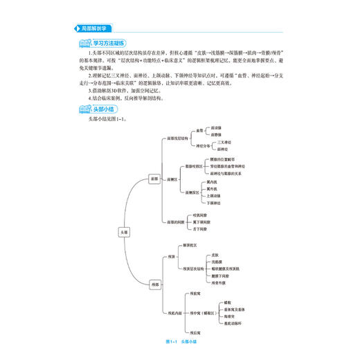 局部解剖学 黄金玉 刘瑞珍 主编 全国高等院校教材精要与习题(第3版)供基础、临床、预防、口腔医学类专业用 中国医药科技出版社 商品图4