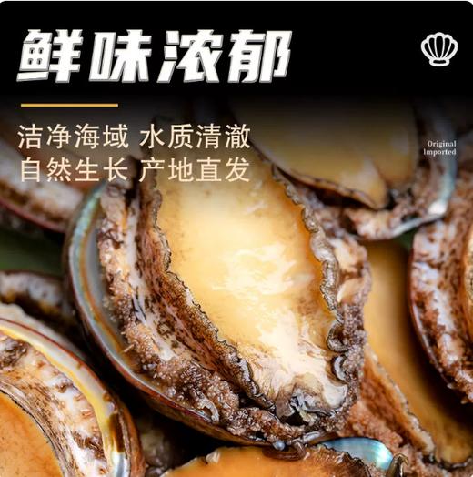 【YMHR】八头鲍鱼 商品图5