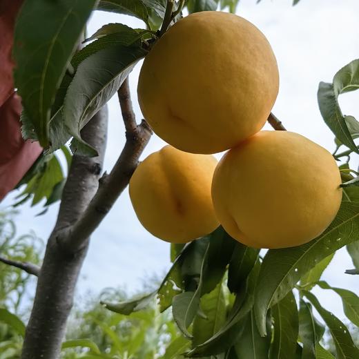 平谷千亩梯田有机大桃 油蟠桃 久保  黄油圆桃 脆甜多汁 ||顺丰包邮 新鲜采摘 |基地直发 商品图11