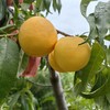 平谷千亩梯田有机大桃 油蟠桃 久保  黄油圆桃 脆甜多汁 ||顺丰包邮 新鲜采摘 |基地直发 商品缩略图9