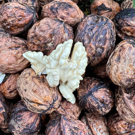 热卖中！【顺丰发货】大凉山高山老树鲜核桃 去青皮新鲜核桃 现摘现发 送开核器 商品图8