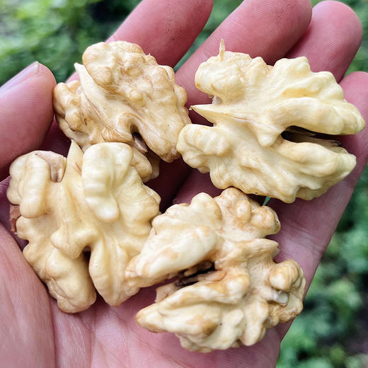 热卖中！【顺丰发货】大凉山高山老树鲜核桃 去青皮新鲜核桃 现摘现发 送开核器 商品图4