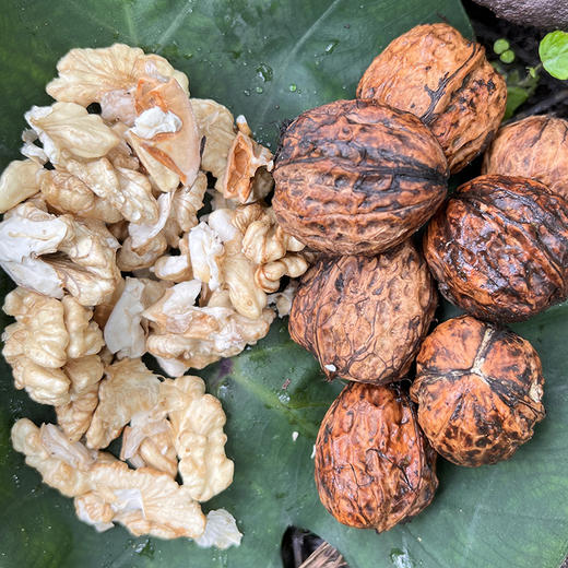 热卖中！【顺丰发货】大凉山高山老树鲜核桃 去青皮新鲜核桃 现摘现发 送开核器 商品图2