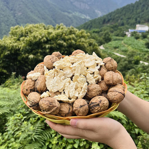 热卖中！【顺丰发货】大凉山高山老树鲜核桃 去青皮新鲜核桃 现摘现发 送开核器 商品图1