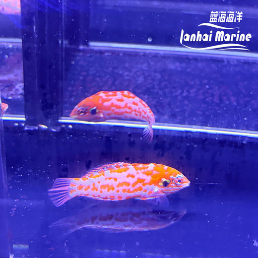澳洲豹龙 商品图6