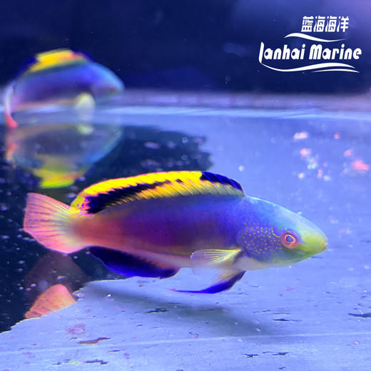 澳洲彩虹雀 公 商品图3