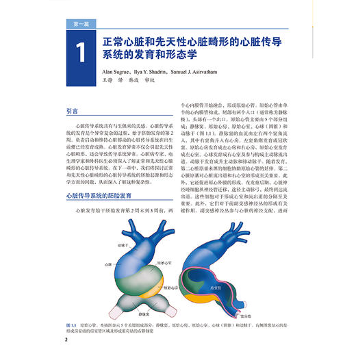 儿童与先天性心脏病患者心律失常的导管消融 李奋 系统聚焦儿童及先天性心脏病患者心律失常的导管消融治疗等 北京大学医学出版社 商品图4
