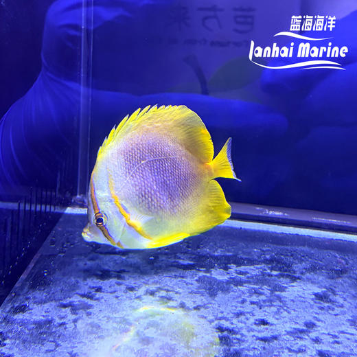 金刚蝶 商品图2