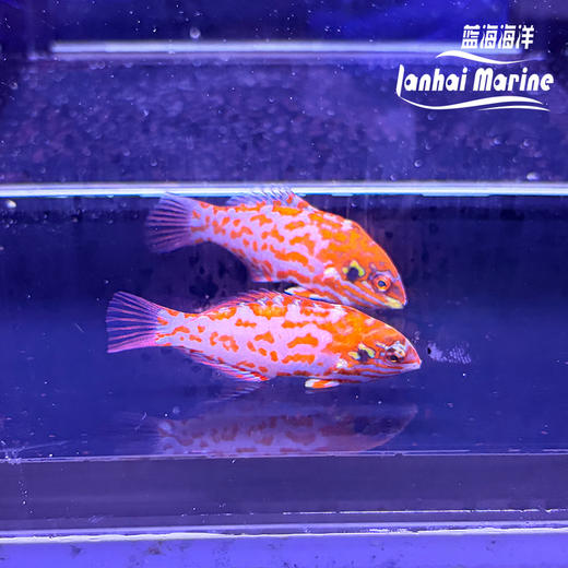 澳洲豹龙 商品图4