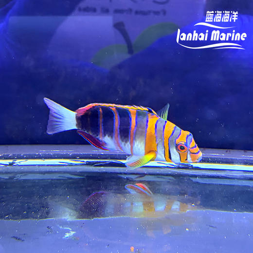 澳洲藩王 商品图4