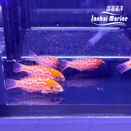 澳洲豹龙 商品图1