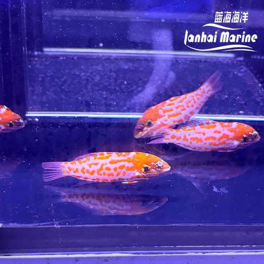 澳洲豹龙 商品图3