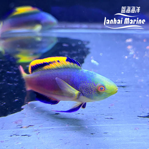澳洲彩虹雀 公 商品图2