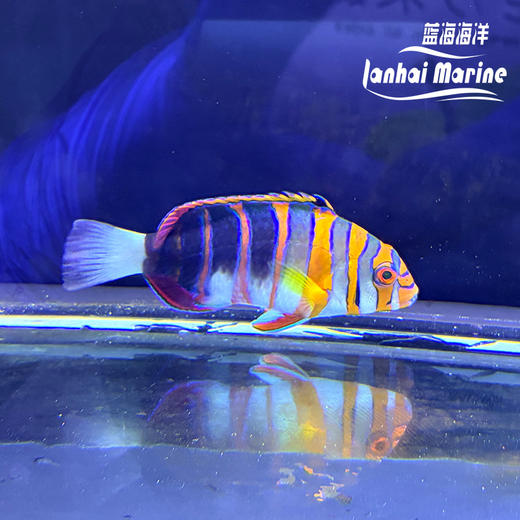 澳洲藩王 商品图5