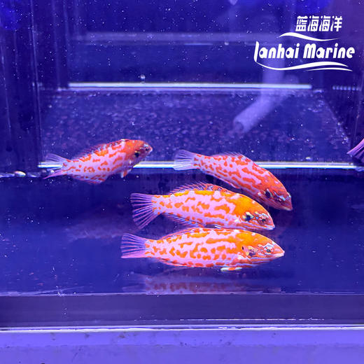 澳洲豹龙 商品图2