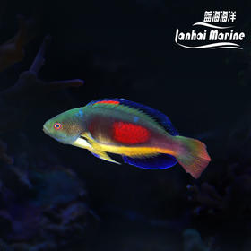 澳洲彩虹雀 公