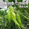 安心优选新鲜尖椒  300g  皮薄肉厚  清脆嫩绿  口感微辣  辣椒炒肉 商品缩略图0