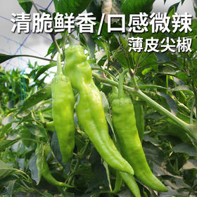 安心优选新鲜尖椒  300g  皮薄肉厚  清脆嫩绿  口感微辣  辣椒炒肉