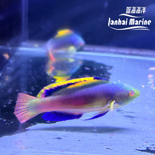 澳洲彩虹雀 公 商品图4