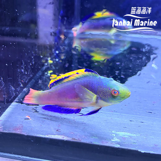 澳洲彩虹雀 公 商品图1