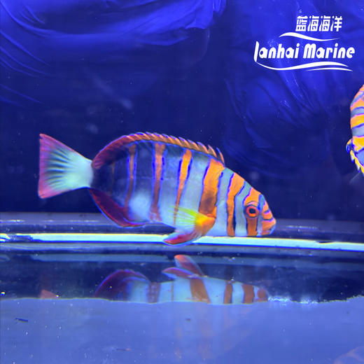 澳洲藩王 商品图1