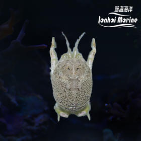 翻沙浪花蟹