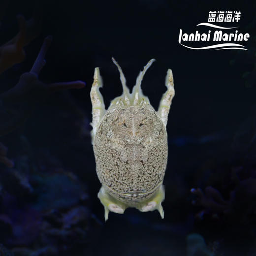 翻沙浪花蟹 商品图0