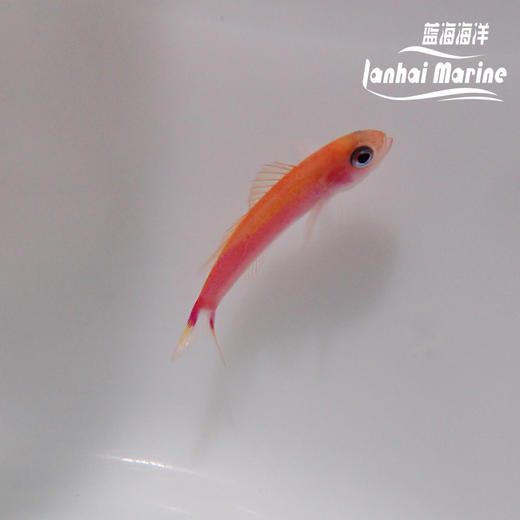 洋红宝石 商品图2