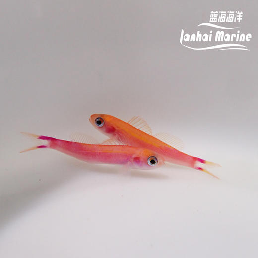 洋红宝石 商品图5