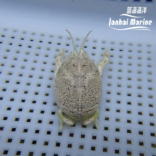 翻沙浪花蟹 商品图2