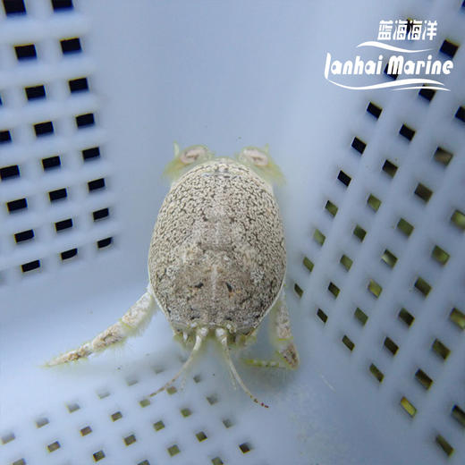 翻沙浪花蟹 商品图1