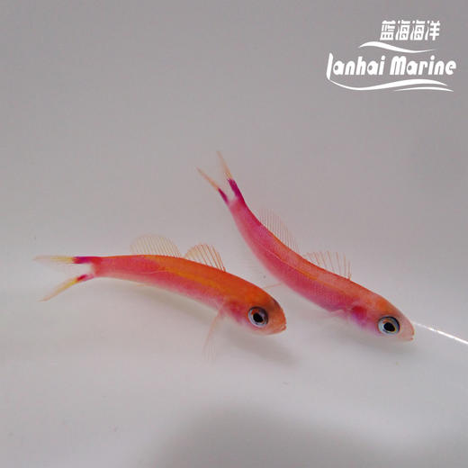 洋红宝石 商品图8