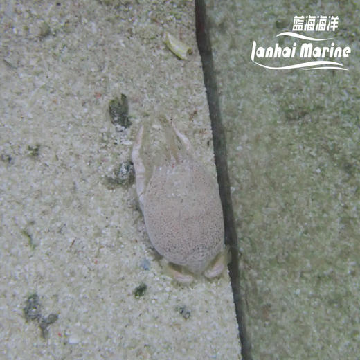 翻沙浪花蟹 商品图7