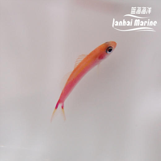 洋红宝石 商品图1