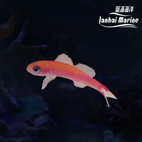 洋红宝石