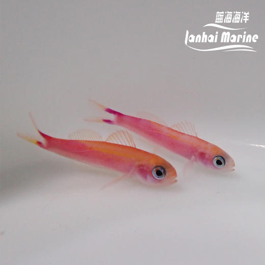 洋红宝石 商品图6