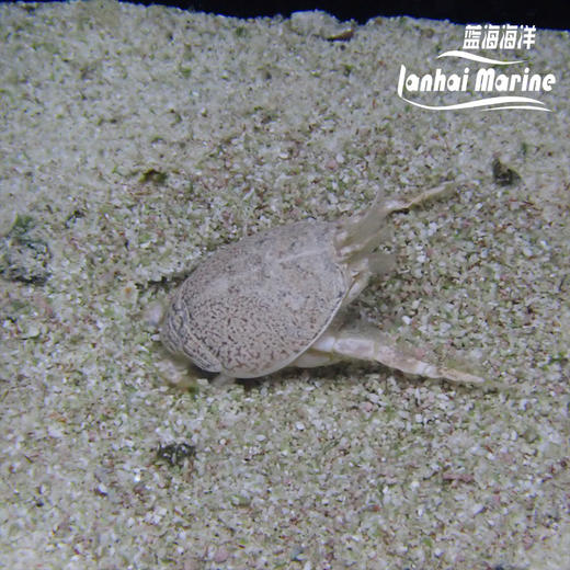 翻沙浪花蟹 商品图4
