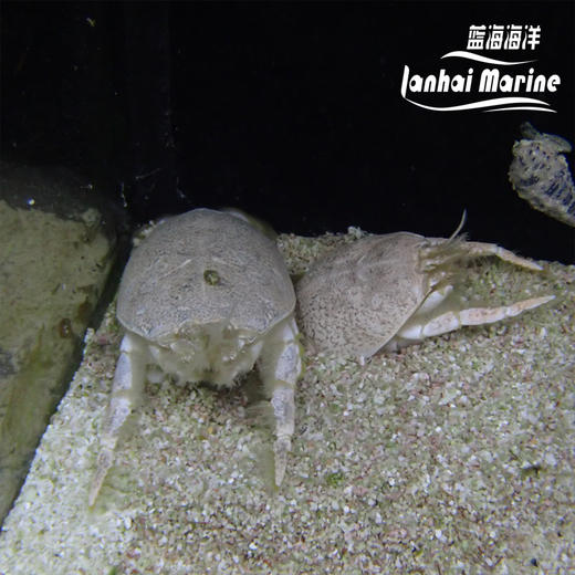 翻沙浪花蟹 商品图5