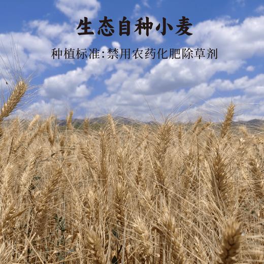 【谦益】香畴 原麦胚芽面条 麦香悠长 300g/袋   自种生态冬小麦 低温石磨灰面  自然麦香 原汁原味 商品图5