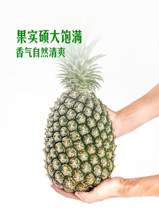 MM 山姆 Jumbo 大颗凤梨 2kg 商品图4