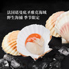 MM 山姆 法国帝王扇贝 600g 商品缩略图1