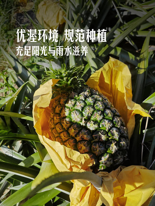 MM 山姆 Jumbo 大颗凤梨 2kg 商品图7