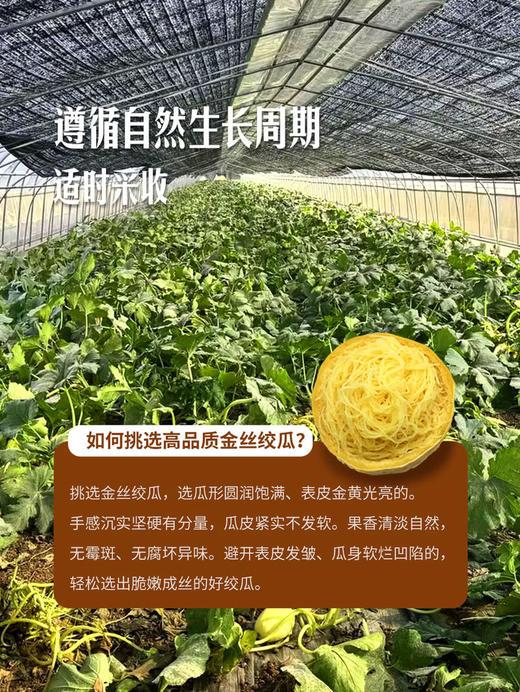 MM 山姆 泗县金丝绞瓜 1.5kg 商品图4