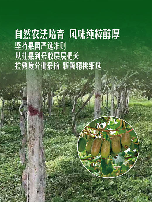 MM 山姆 奇异莓 500g 商品图4