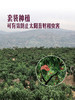 MM 山姆 秦安蜜桃 2kg 商品缩略图5