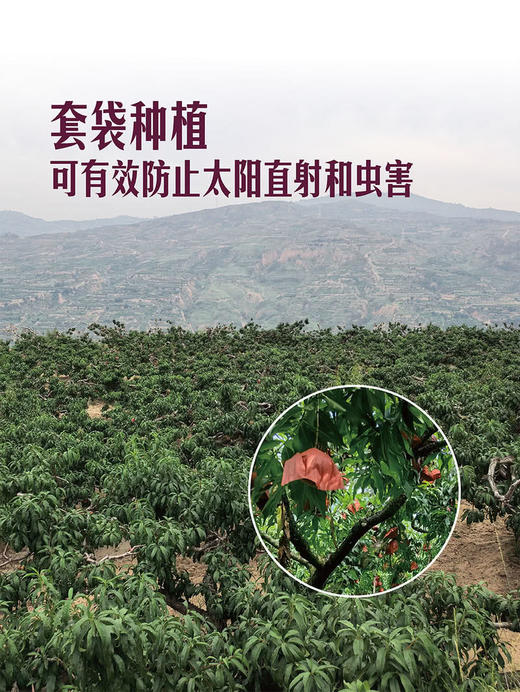 MM 山姆 秦安蜜桃 2kg 商品图5