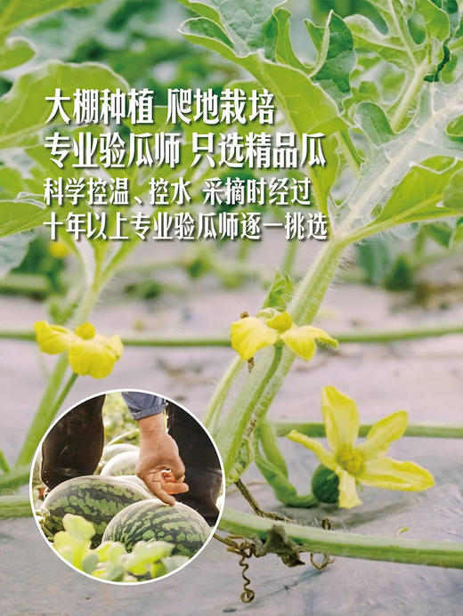 MM 山姆 站神西瓜 3.5kg 商品图4