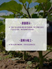 MM 山姆 六叶茄 800g 商品缩略图6