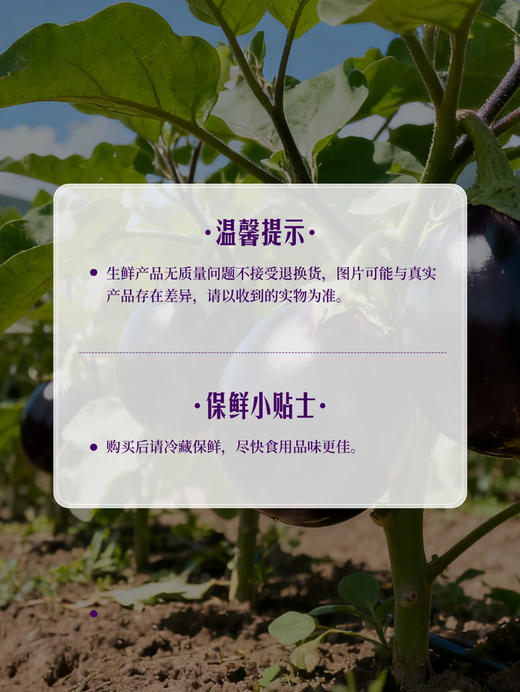 MM 山姆 六叶茄 800g 商品图6