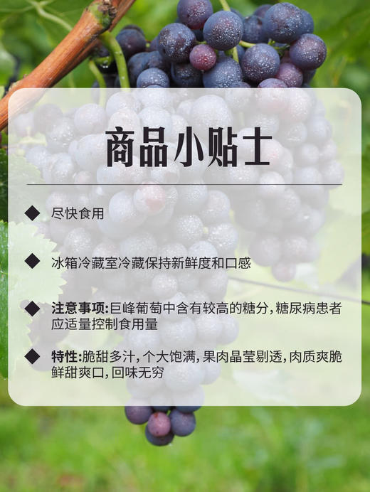 MM 山姆 福安巨峰葡萄 2.4kg 商品图5